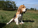 Beaglewelpe auf Baumstumpf